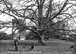 Shotgun Gallery: In the Demesne, Shanes Castle Co Antrim
