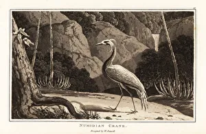Wader Prints: Demoiselle crane, Grus virgo, in a dramatic landscape, Africa