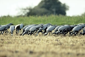 Foraging Gallery: Demoiselle Cranes - feeding