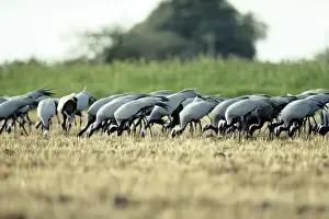 Flocks Prints: Demoiselle Cranes - feeding