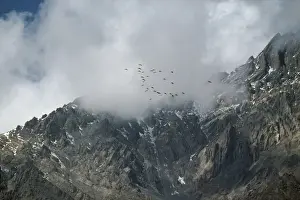 Flocks Prints: Demoiselle Cranes - in flight over Himalayas