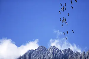 Flocks Prints: DEMOISELLE CRANES - In flight, over mountains