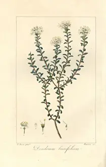 Dendrium buxifolium, native to America