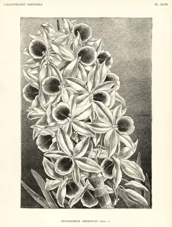 Dendrobium bensoniae orchid