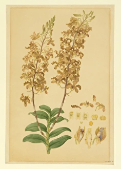 Images Dated 14th December 2015: Dendrobium discolor