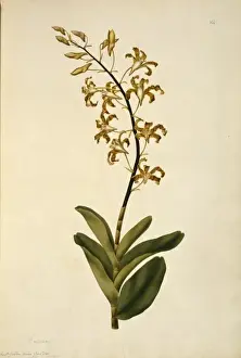 Orchidaceae Prints: Dendrobium discolor, golden orchid