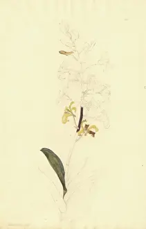 Dendrobium discolor, golden orchid