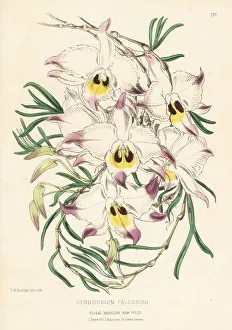 Dendrobium falconeri, or the chuan zhu shi hu orchid