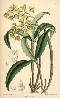 Matilda Prints: Dendrobium gracilicaule, pale yellow orchid