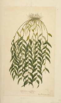 Epidendrum Gallery: Dendrobium involutum, ladder orchid