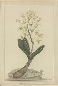 Asparagales Prints: Dendrobium speciosum, rock orchid
