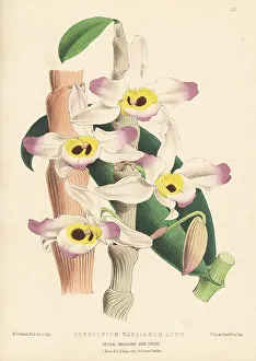 Epiphytic Prints: Dendrobium wardianum var. lowii orchid
