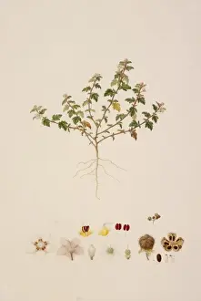 Bovinae Prints: Dendrocide excelsea (Wedd. ) Chew in Gard. Bull. Singapore