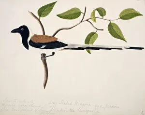 Margaret Bushby La Cockburn Collection: Dendrocitta leucogastra, white-billed treepie