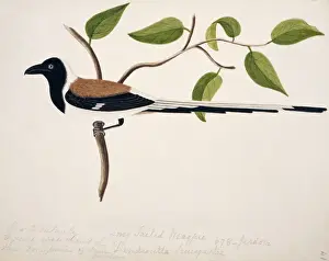 Brow Prints: Dendrocitta leucogastra, white-billed treepie