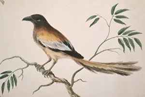 Dendrocitta vagabunda, rufous treepie