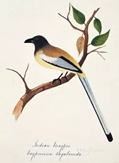 1829 1928 Collection: Dendrocitta vagabunda, rufous treepie