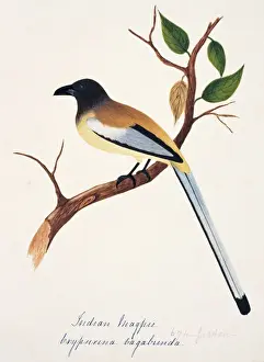 Dendrocitta vagabunda, rufous treepie
