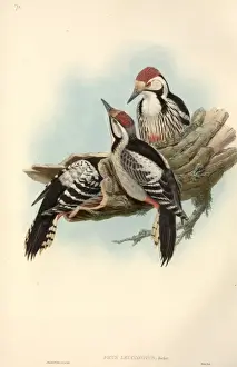 Backed Prints: Dendrocopos leucotos, white-backed woodpecker
