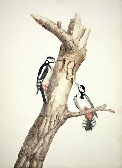 Perched Collection: Dendrocopos major, great spotted woodpecker