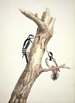Pair Prints: Dendrocopos major, great spotted woodpecker