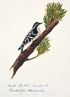 Capped Prints: Dendrocopos moluccensis hardwickii, brown-capped woodpecker