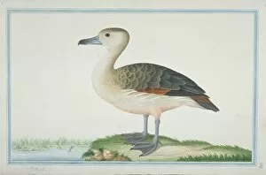 Anatidae Gallery: Dendrocygna javanica, lesser whistling duck
