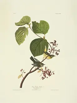 Dendroica caerulescens, black-throated blue warbler