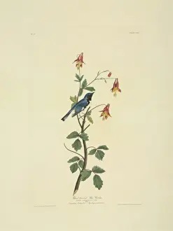 Columbine Prints: Dendroica caerulescens, black-throated blue warbler