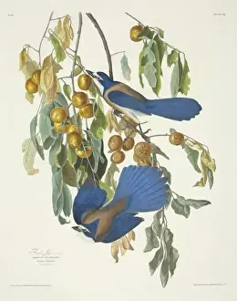 Dendroica castanea, bay-breasted warbler