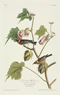 Dendroica Prints: Dendroica castanea, bay-breasted warbler