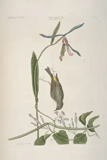 Bahama Prints: Dendroica coronata, yellow-rumped warbler