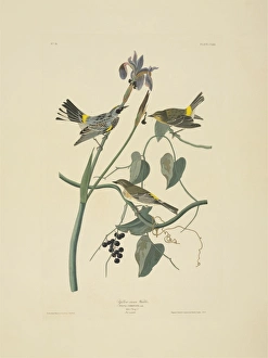 Dendroica coronata, yellow-rumped warbler Dendroica coronata, yellow-rumped warbler