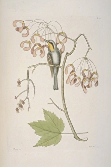 Acer Pseudoplatanus Gallery: Dendroica dominica, yellow-throated warbler