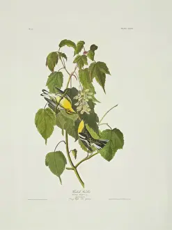 Dendroica fusca, Blackburnian warbler