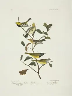 Dendroica Prints: Dendroica fusca, Dendroica virens, Oporornis tolmiei