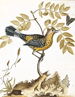 Alecto Gallery: Dendroica magnolia (Wilson), magnolia warbler