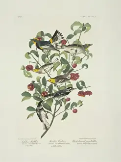 Dendroica Prints: Dendroica nigrescens, Dendroica occidentalis, Dendroica coro