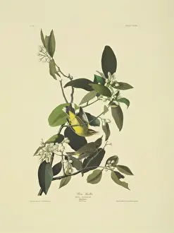Arecaceae Prints: Dendroica palmarum, palm warbler