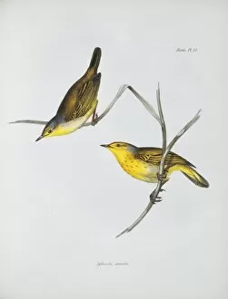 Elizabeth Gould Gallery: Dendroica petechia aureola, yellow warbler
