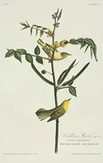 Coffea Prints: Dendroica petechia, yellow warbler