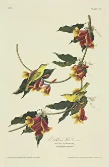 Dendroica petechia, yellow warbler