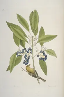 Coniferae Prints: Dendroica pinus, pine warbler
