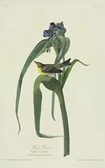 Dendroica pinus, pine warbler