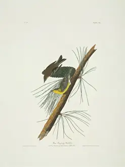 Dendroica pinus, pine warbler