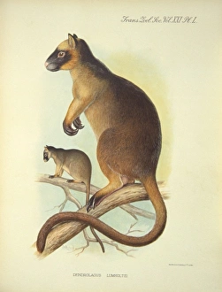Agile Gallery: Dendrolagus lumholtzi, Lumholtzs tree kangaroo