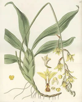 Nathaniel Wallich Prints: Dendrolirium lasiopetalum orchid