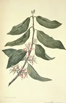 Santalales Prints: Dendrophthoe pentadra, mistletoe