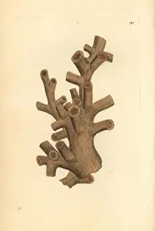 Dendrophyllia ramea stony coral