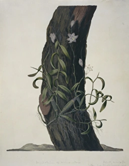 Lamiales Gallery: Denrobium crumenatum, orchid
